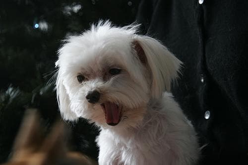 Maltipoo yavrusu 3