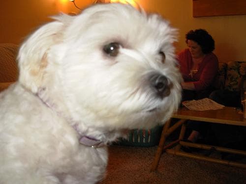 Maltese Terrier yavrusu 1