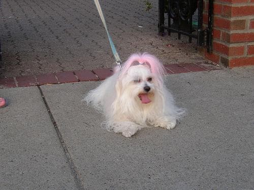 Maltese Terrier yavrusu 2