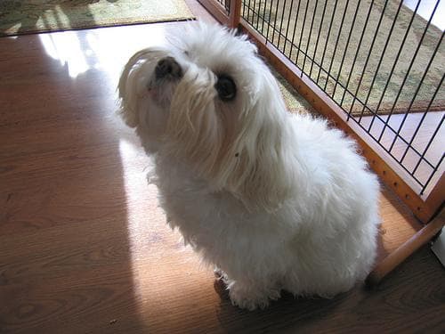 Maltipoo yavrusu 3