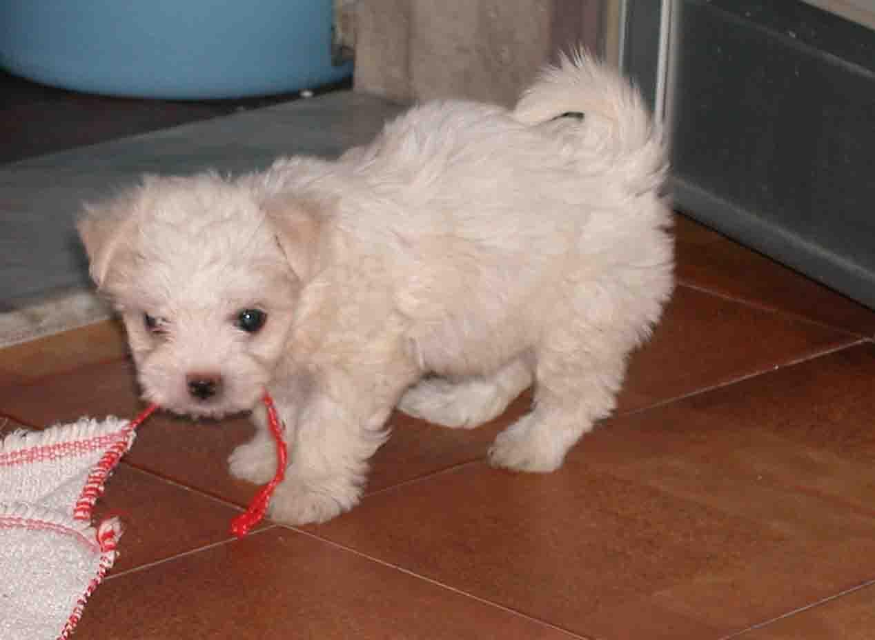 Maltese Terrier yavrusu 2