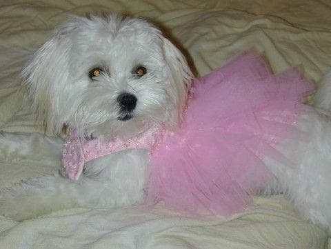 Maltese Terrier yavrusu 2