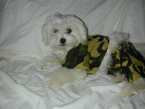 Maltipoo yavrusu 2