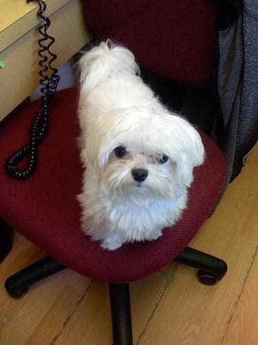Maltese Terrier yavrusu 2