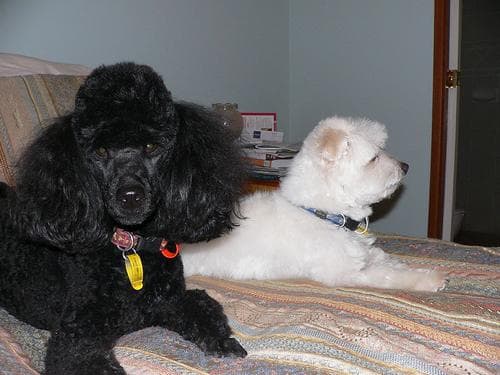 Maltese Terrier yavrusu 2