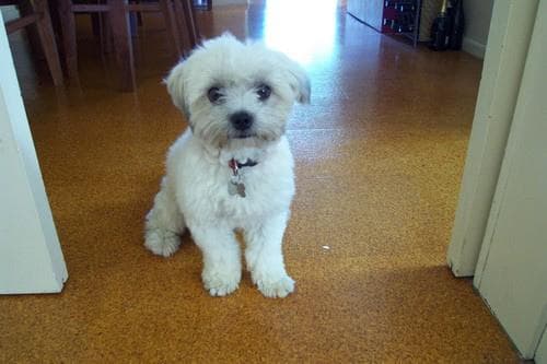 Maltese Terrier yavrusu 3