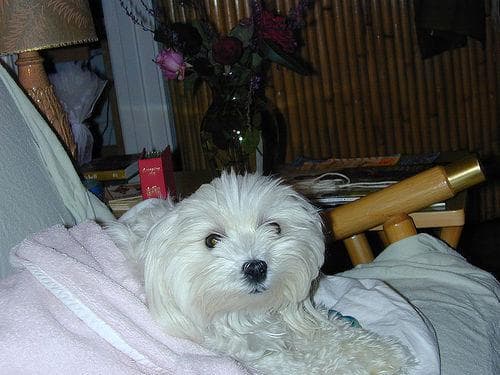 Maltipoo yavrusu 3