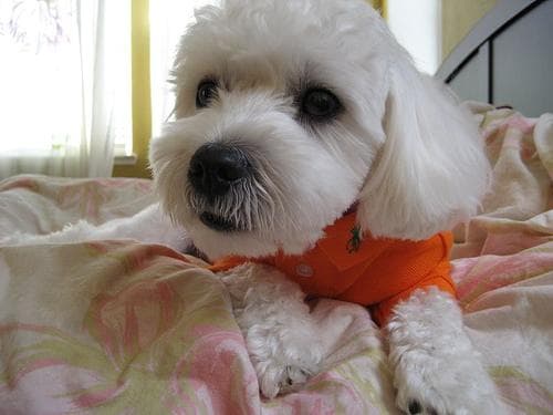 Maltese Terrier yavrusu 1