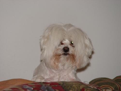Maltipoo yavrusu 2