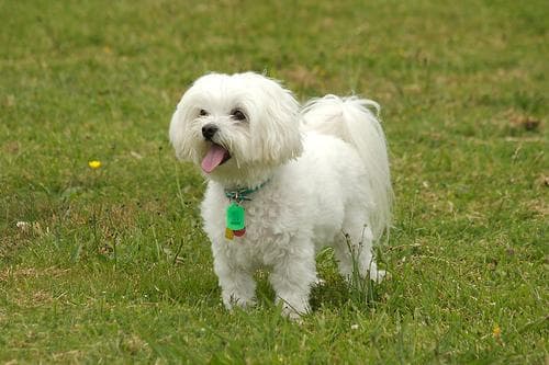 Maltese Terrier yavrusu 3