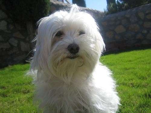 Maltipoo yavrusu 2