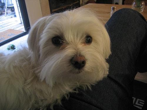 Morkie yavrusu 1