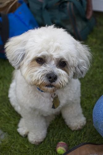 Maltese Terrier yavrusu 3