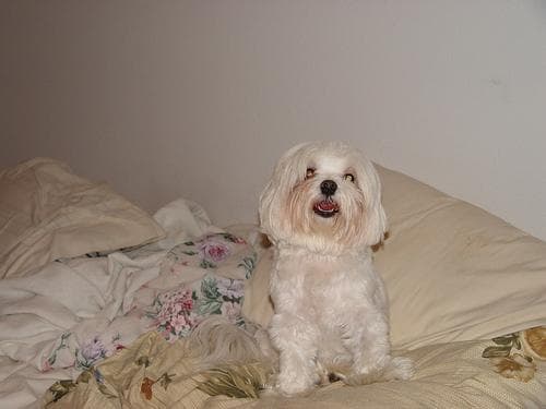 Maltipoo yavrusu 2