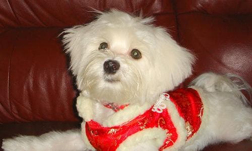 Maltipoo yavrusu 3