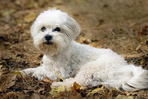 Morkie yavrusu 3