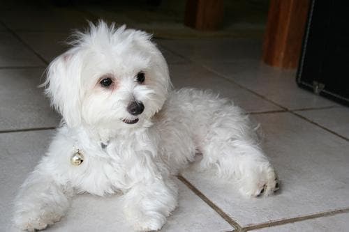 Maltese Terrier yavrusu 1