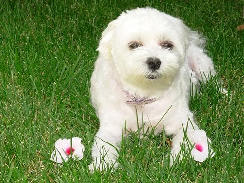 Maltese Terrier yavrusu 3