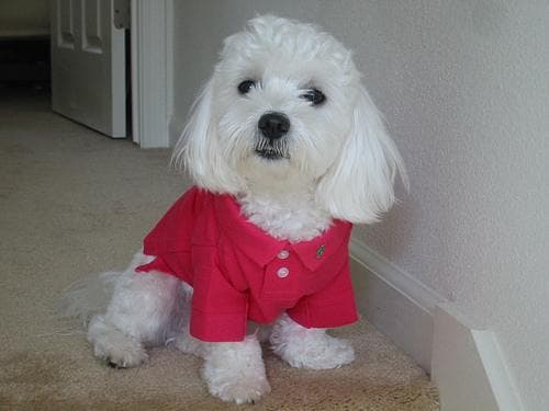 Maltese Terrier yavrusu 3