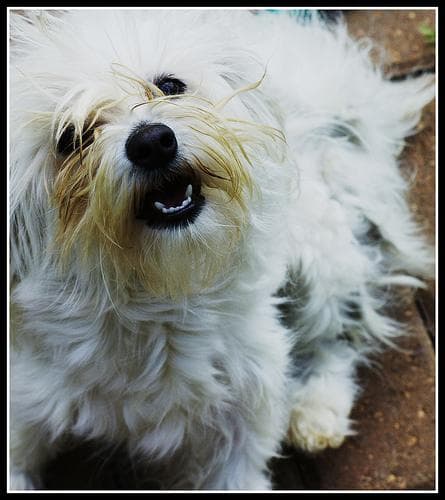 Maltipoo yavrusu 2