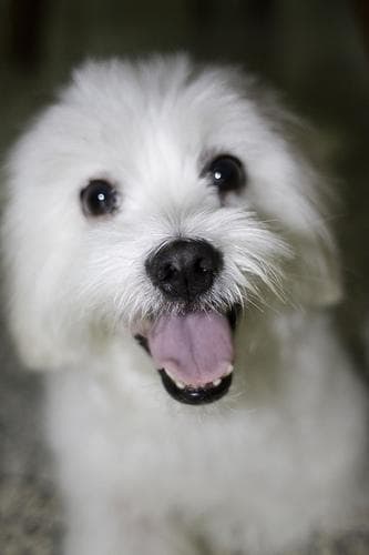 Morkie yavrusu 3
