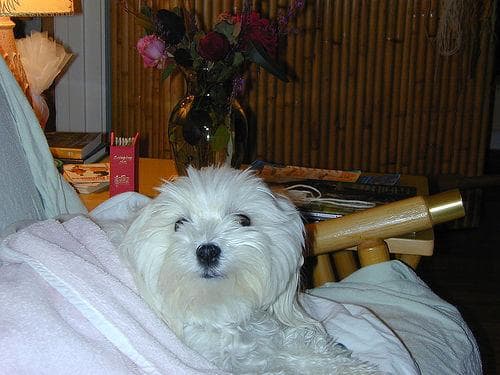 Maltese Terrier yavrusu 3