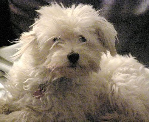 Maltipoo yavrusu 2