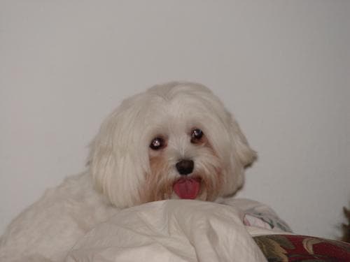 Maltese Terrier yavrusu 3