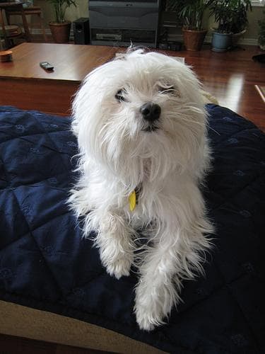 Maltipoo yavrusu 3
