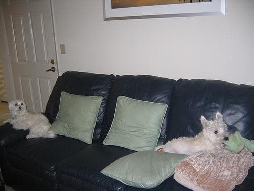 Maltese Terrier yavrusu 3