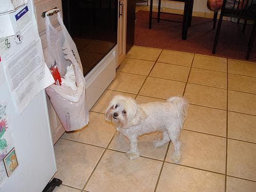 Maltese Terrier yavrusu 2
