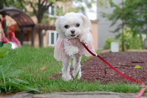 Maltipoo yavrusu 3