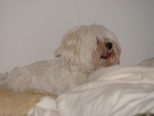 Maltese Terrier yavrusu 3