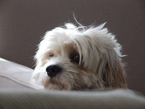 Maltipoo yavrusu 2