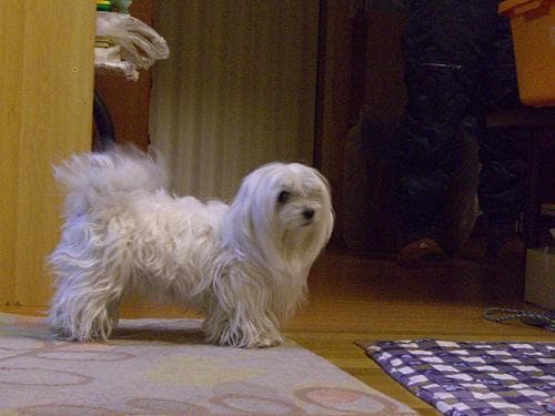 Maltipoo yavrusu 2