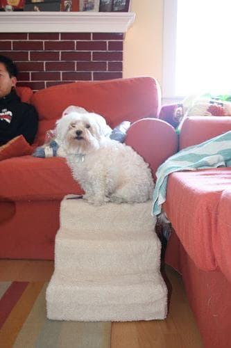 Maltipoo yavrusu 2