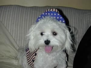 Maltese Terrier yavrusu 2