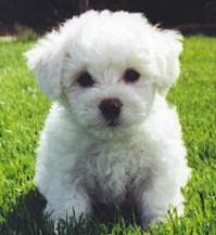Maltese Terrier yavrusu 3