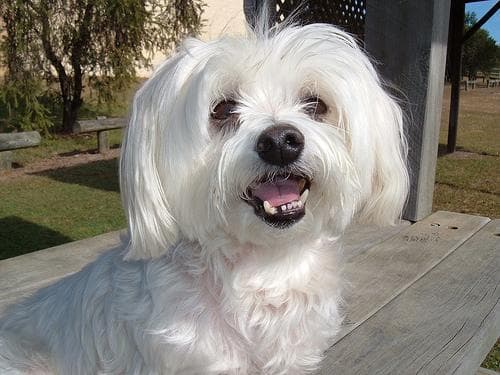 Maltese Terrier yavrusu 3