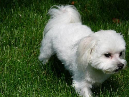 Maltipoo yavrusu 3