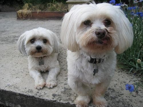 Morkie yavrusu 2