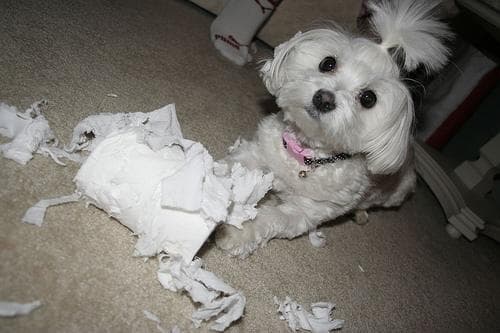 Maltese Terrier yavrusu 1