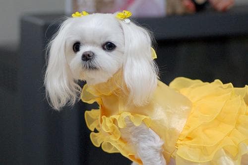 Maltese Terrier yavrusu 2