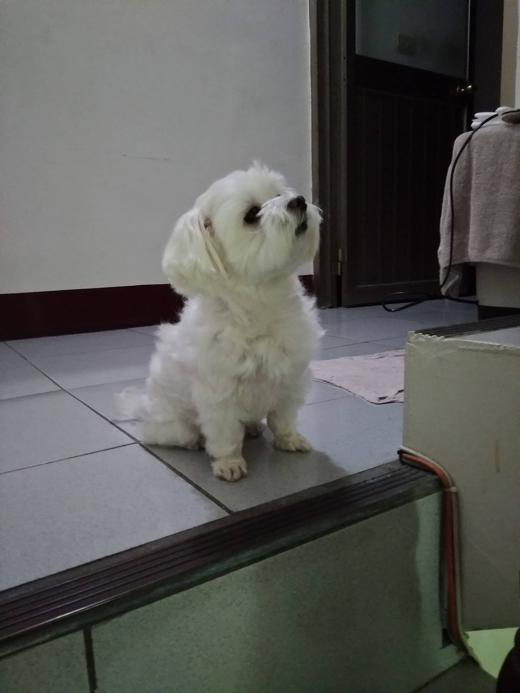 Maltese Terrier yavrusu 2