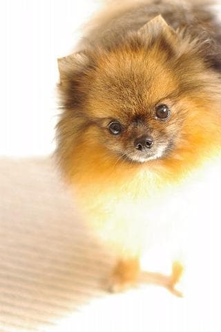Pomeranian Boo yavrusu 2