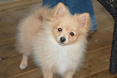 Pomeranian Boo yavrusu 3