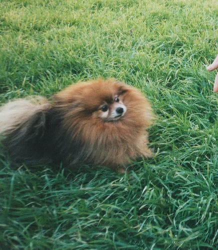 Pomeranian Boo yavrusu 3