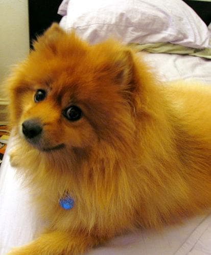 Pomeranian Boo yavrusu 3