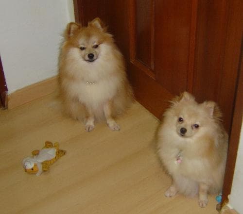 Pomeranian Boo yavrusu 3