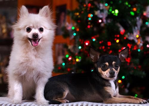 Pomeranian Boo yavrusu 2